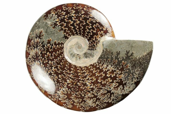 Polished Ammonite Fossil - Madagascar #191517